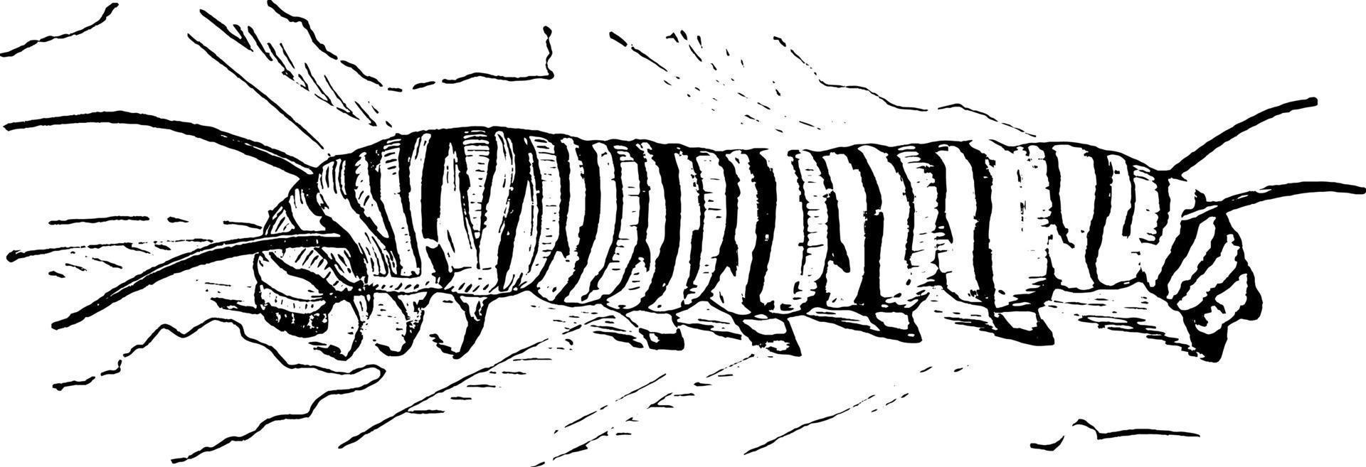 larva de mariposa algodoncillo, ilustración vintage. vector