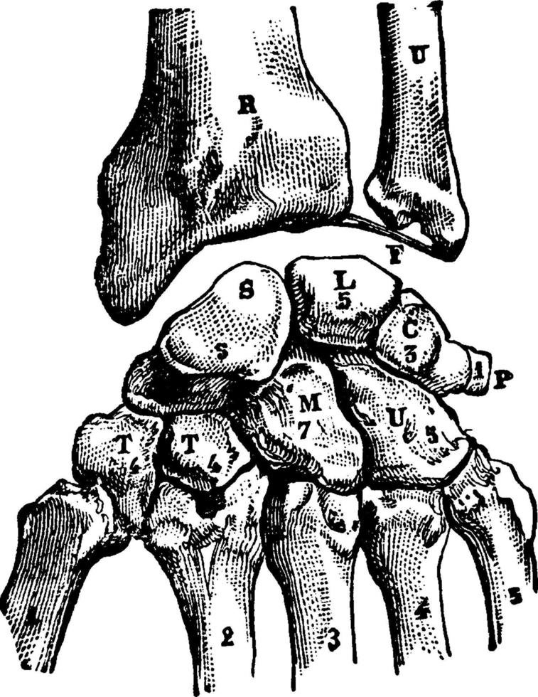 Carpal Bones, vintage illustration. vector