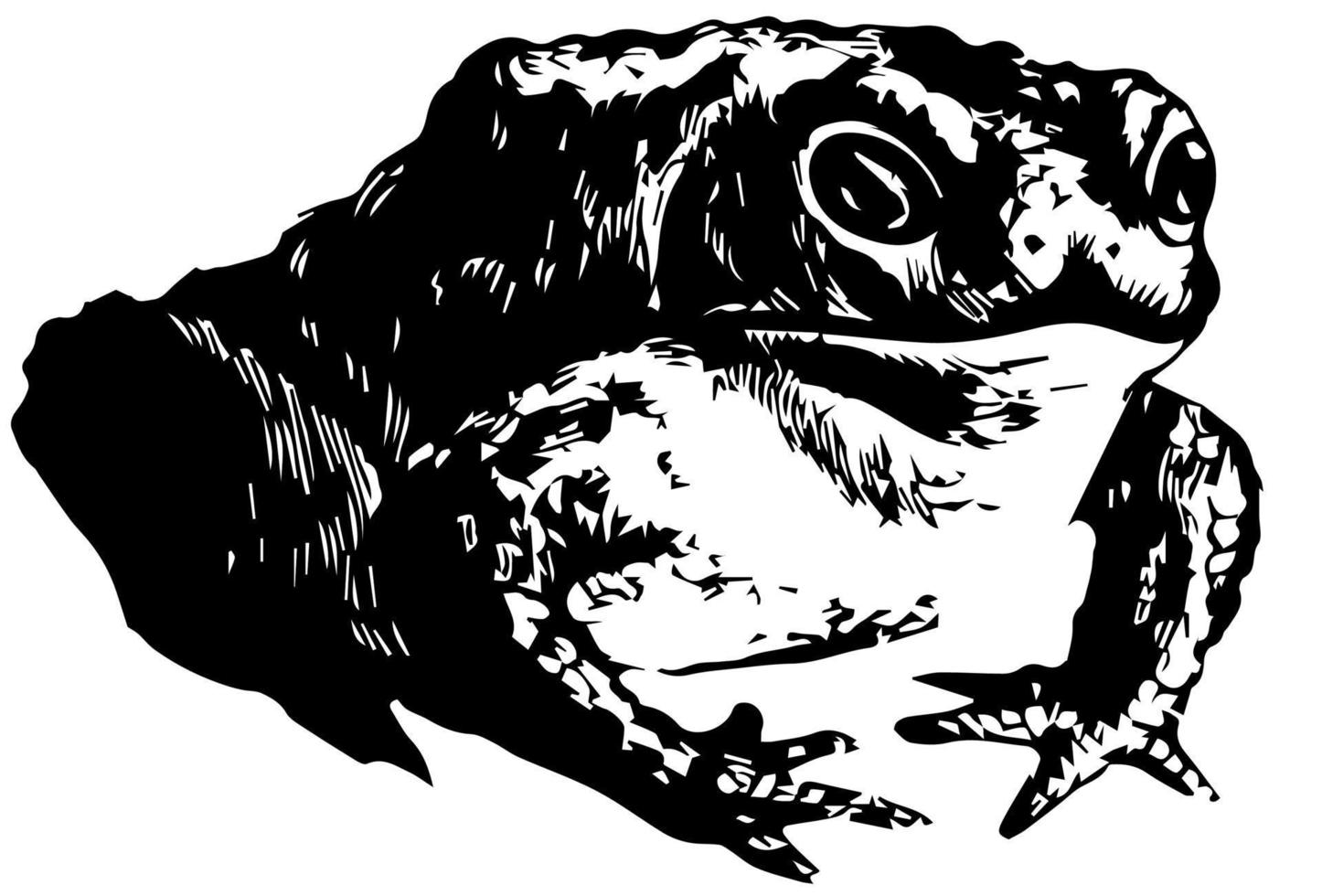 Common Toad, vintage illustration. vector