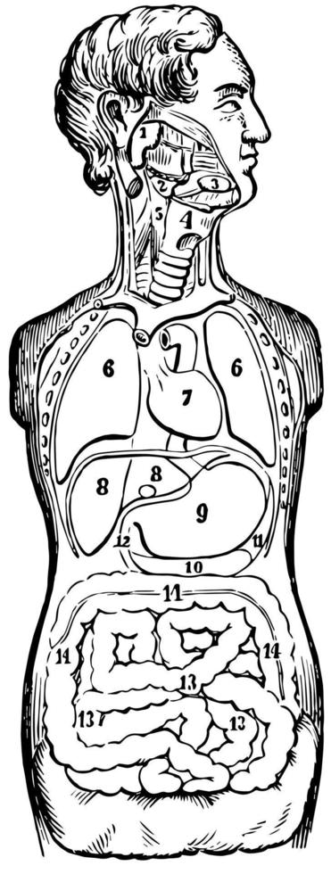 Front View of the Body, vintage illustration vector