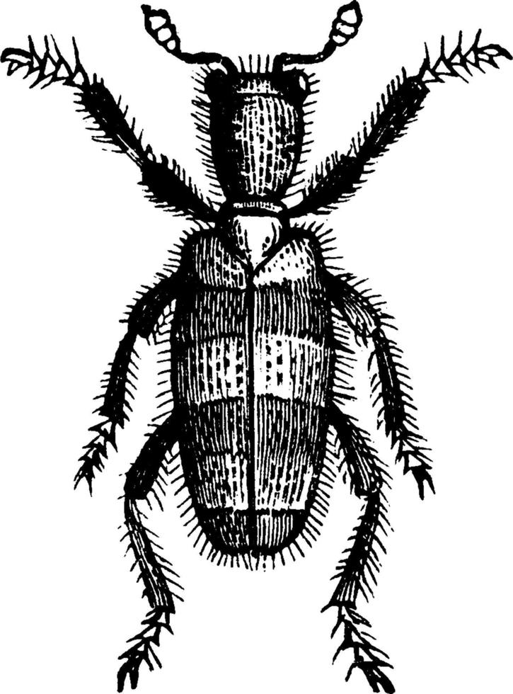 Beetle, vintage illustration. vector