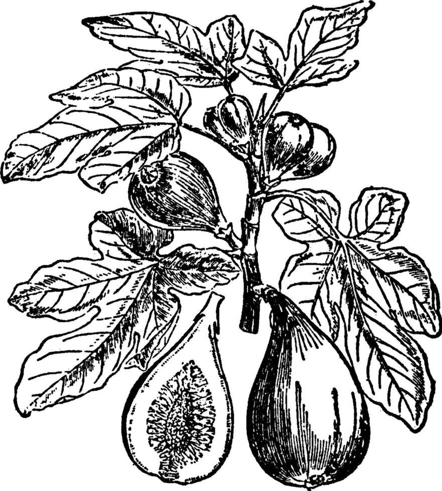 Fig Plant vintage illustration. vector