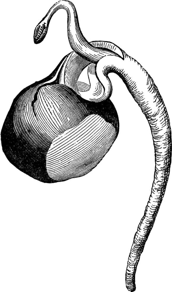 Horse Chestnut in Germination vintage illustration. vector