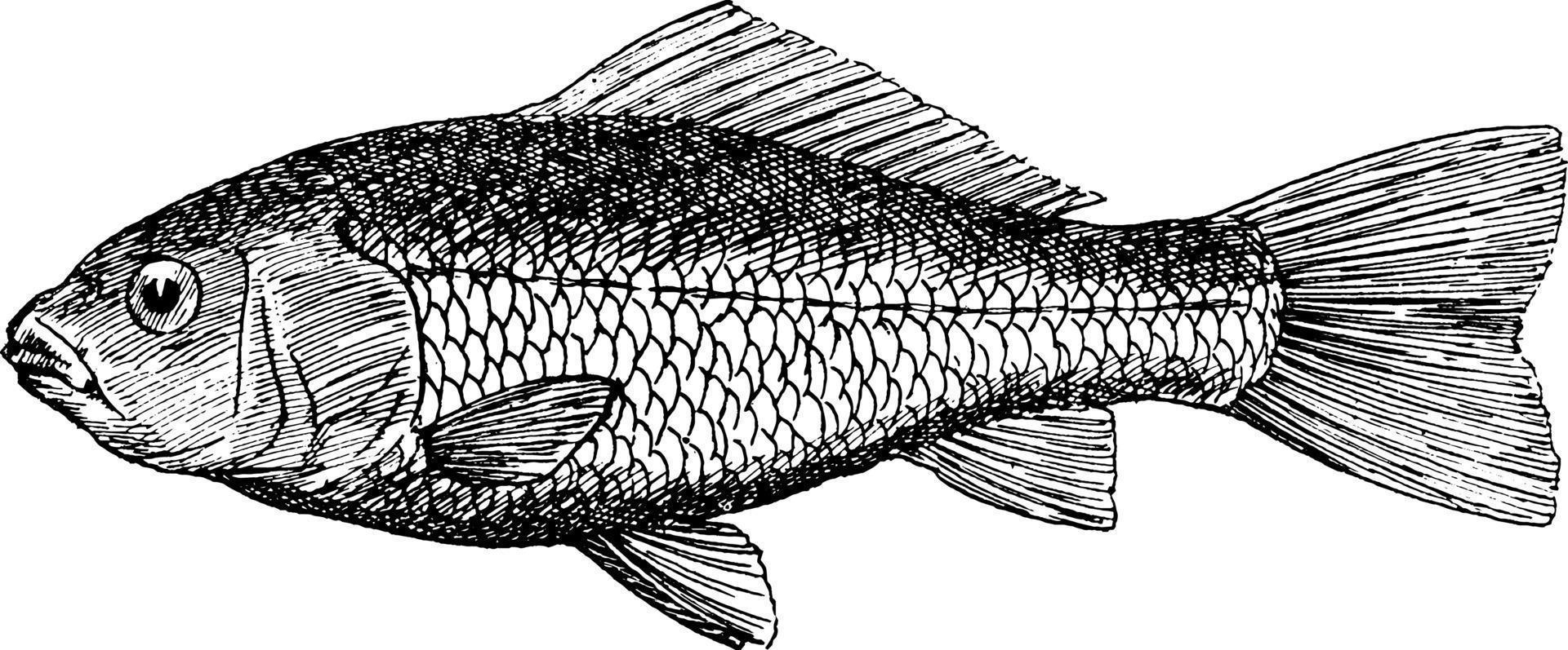 Goldfish Cyprinus auratus, vintage illustration. vector