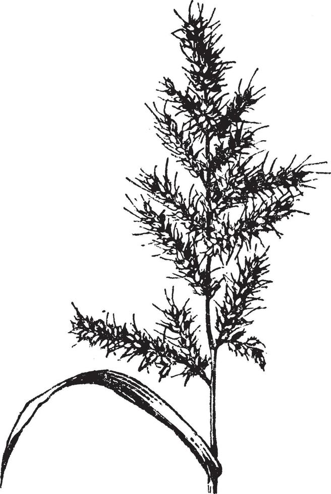 Echinochloa vintage illustration. vector