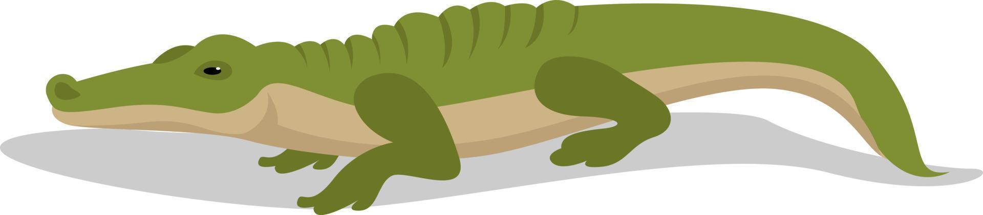 Green alligator, illustration, vector on white background