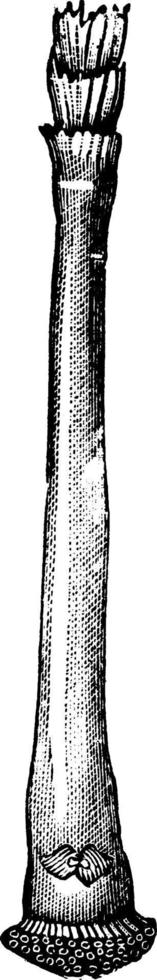 tubo de la cáscara de la olla de riego, ilustración vintage. vector