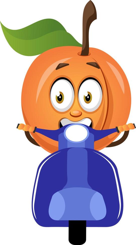 Apricot on scooter, illustration, vector on white background.