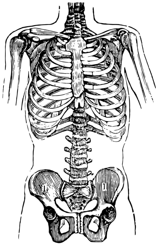 pecho y pelvis, ilustración vintage. vector