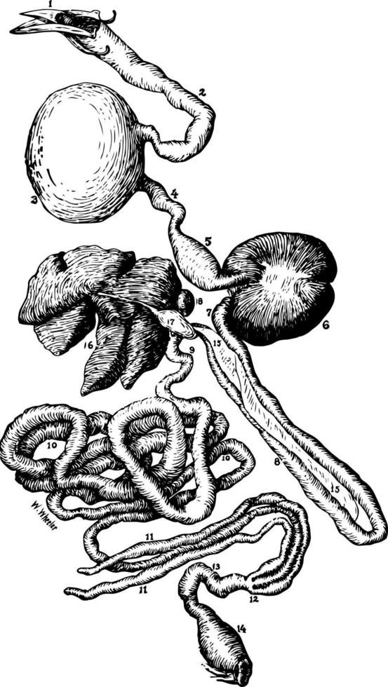 Fowl Digestion vintage illustration. vector
