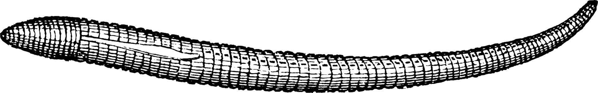 Earthworm, vintage illustration. vector