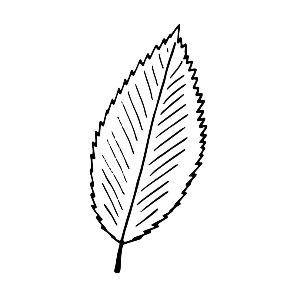 hoja de rosa mosqueta dibujada a mano en estilo garabato. icono, pegatina, elemento de decoración. bosquejo, monocromo, minimalismo escandinavo vector