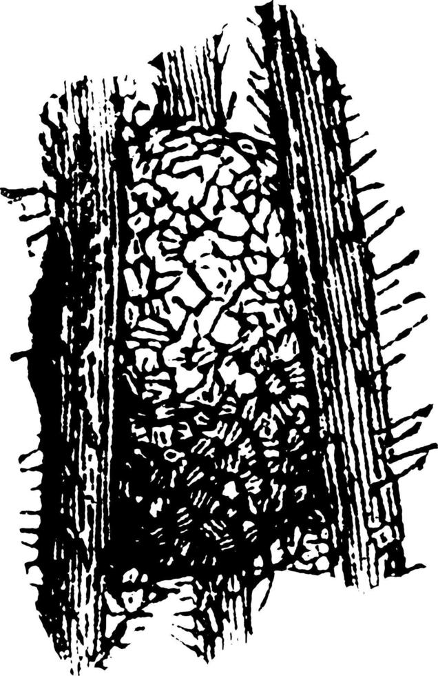 Beetle cocoon, vintage illustration. vector