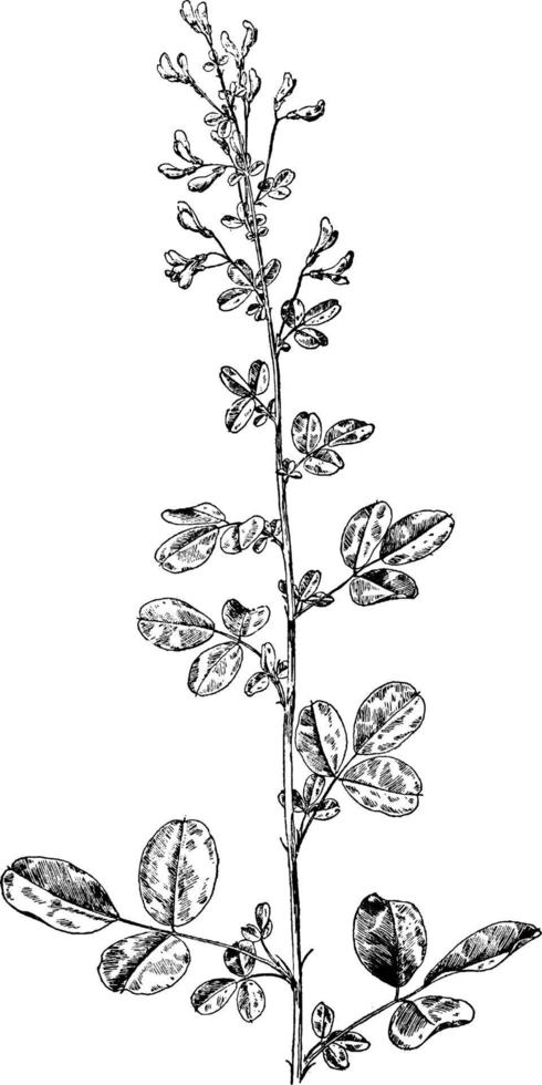 Bush Clover vintage illustration. vector