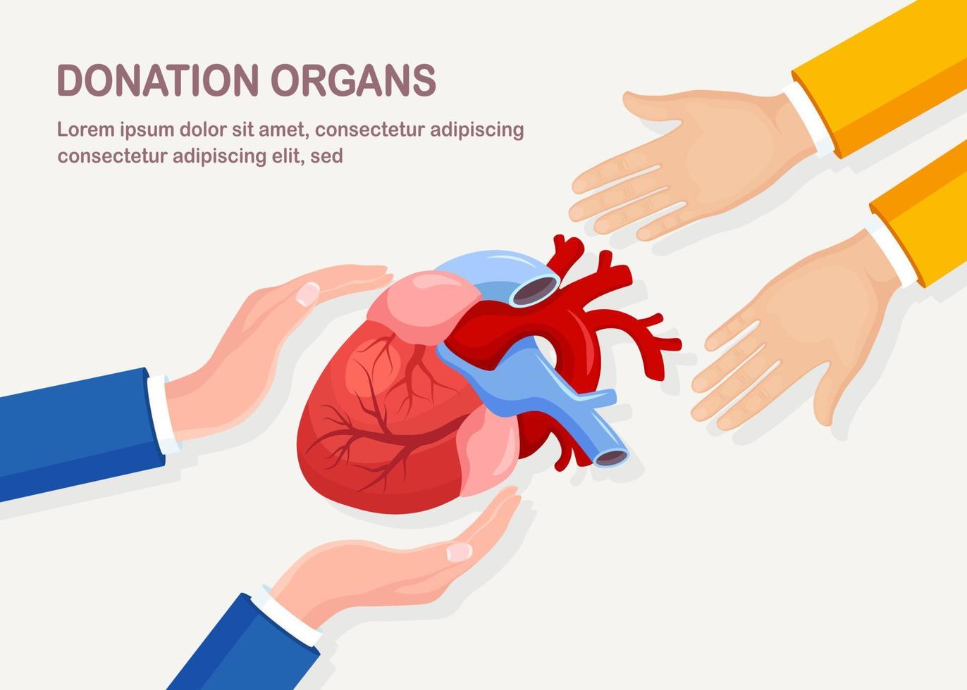 Donation organs. Donor heart for cardiac transplantation. Volunteer aid for the patient vector