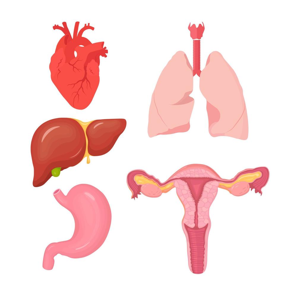 Set of human internal organs. Heart, liver, stomach, lungs, female reproductive system vector