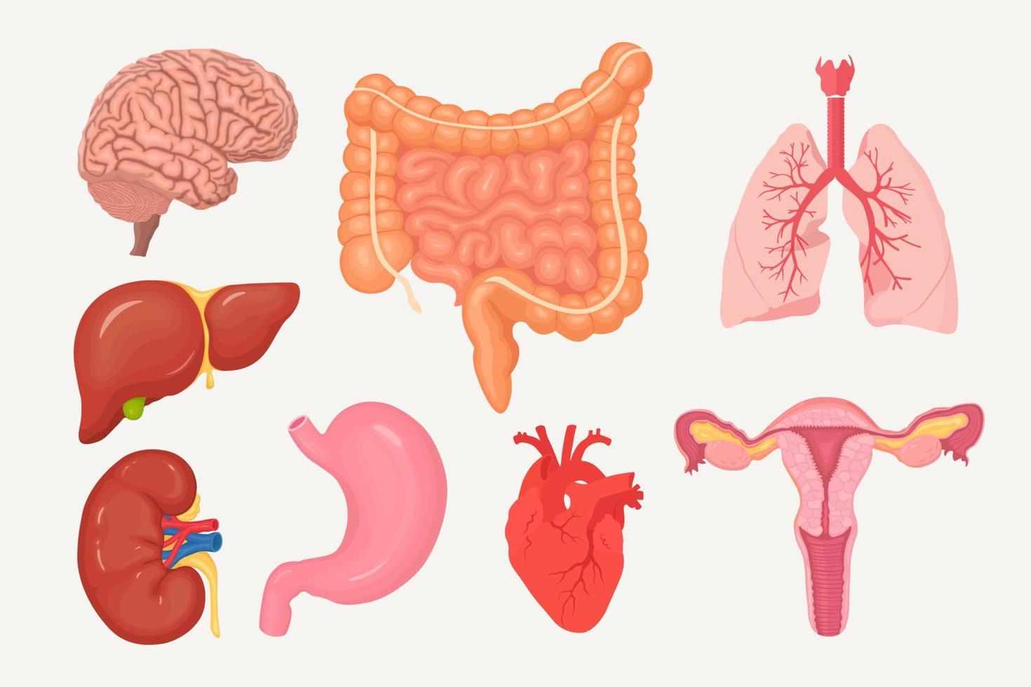 Set of intestines, guts, stomach, liver, lungs, heart, kidneys , brain, female reproductive system vector