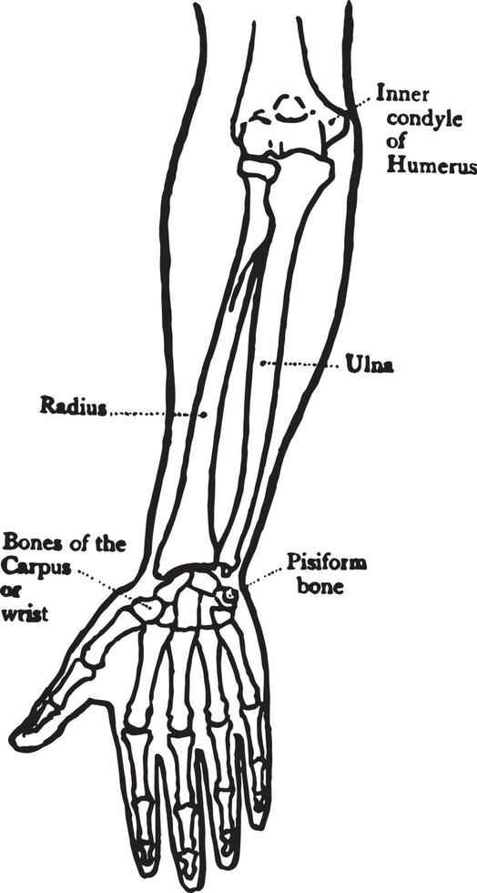 vista frontal de los huesos del antebrazo, ilustración antigua. vector