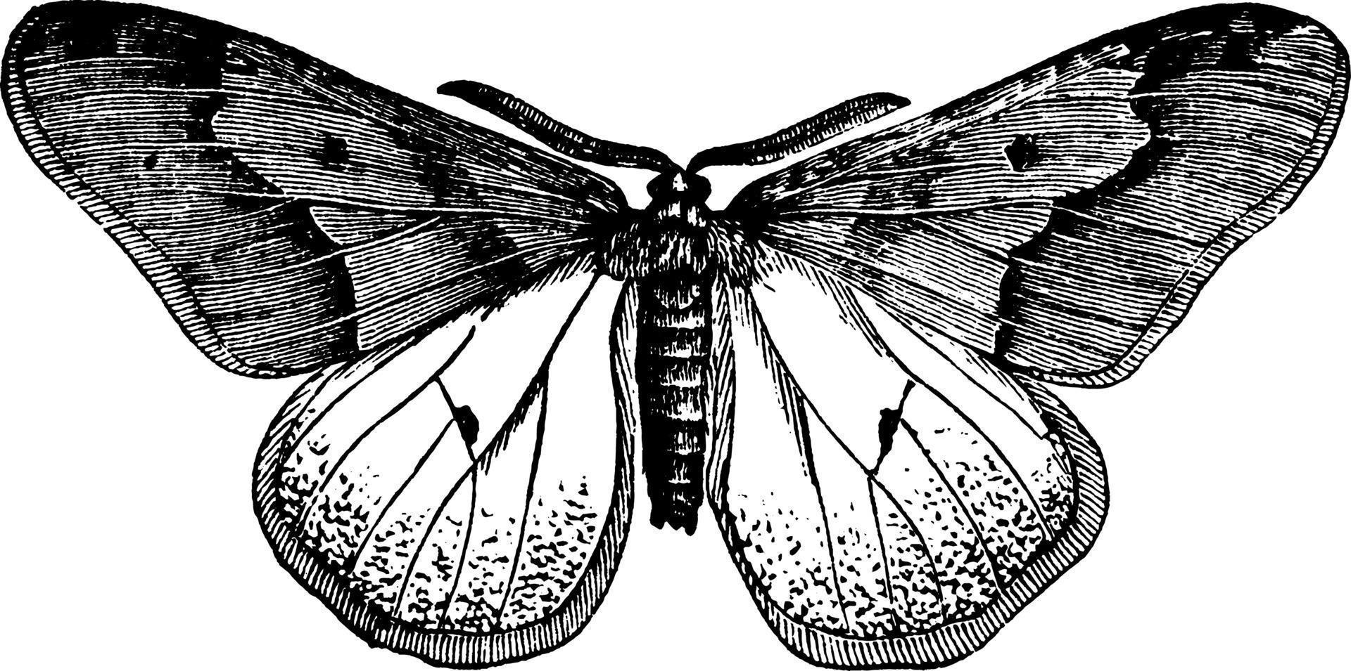 polilla o hybernia tiliaria, ilustración vintage. vector
