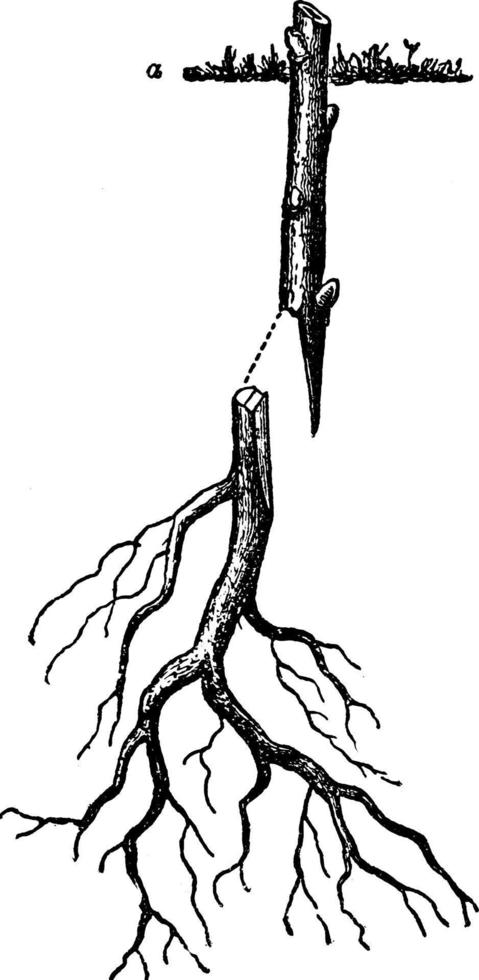 injerto de raíz, ilustración vintage. vector