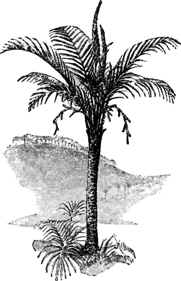 ilustración vintage de palma de sagú. vector