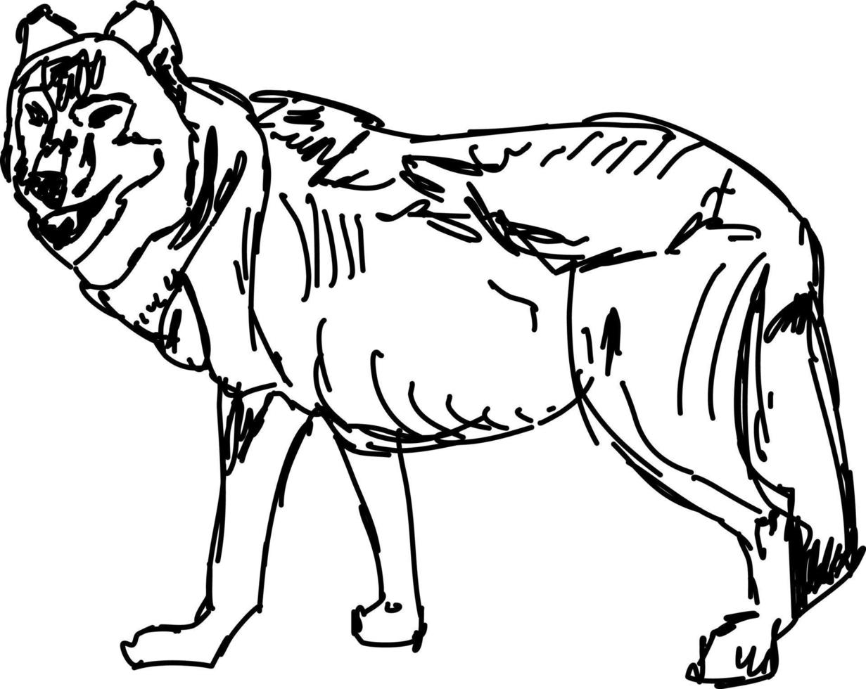 Dibujo de lobo, ilustración, vector sobre fondo blanco.