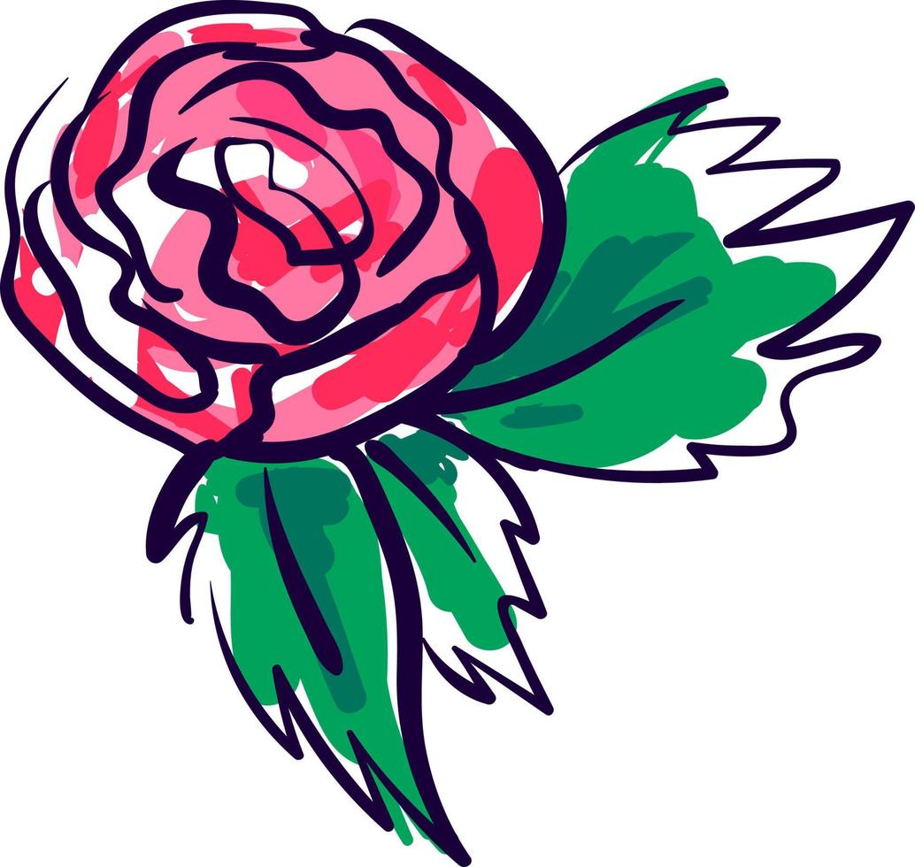 Peony flower, illustration, vector on white background.