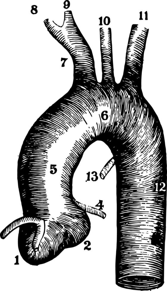 la aorta y la ilustración vintage de las arterias de conexión. vector