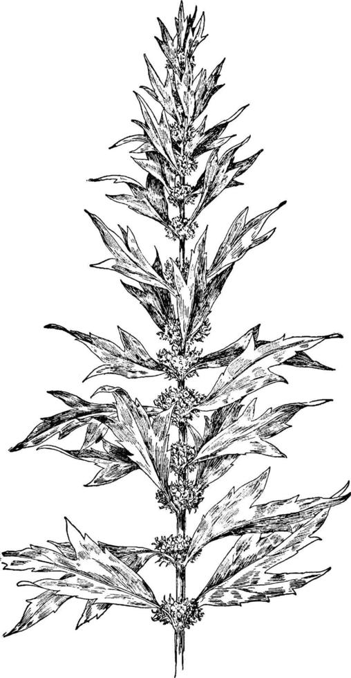 Motherwort vintage illustration. vector