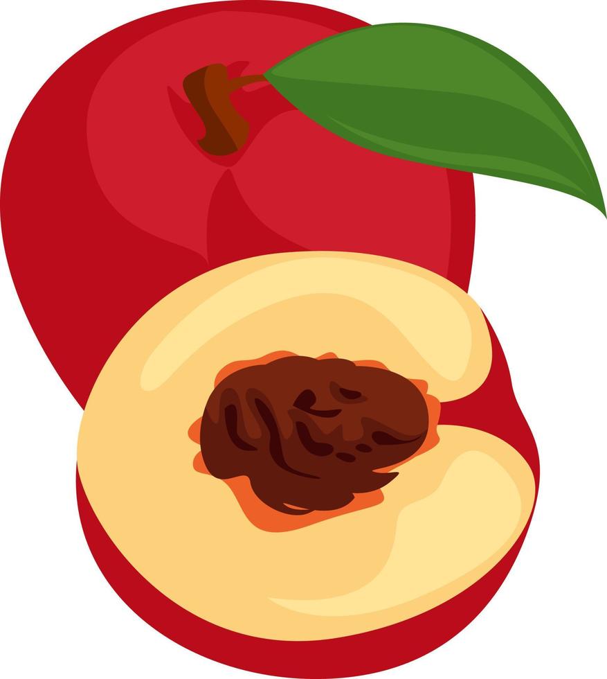 Fruta nectarina, ilustración, vector sobre fondo blanco.