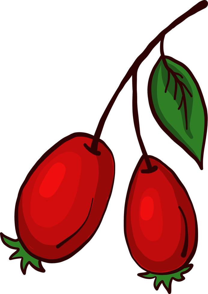 Two rosehips, illustration, vector on a white background.