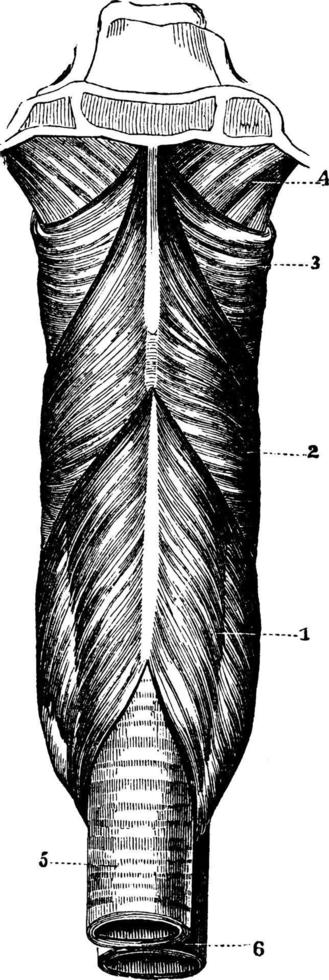 The Pharynx, vintage illustration. vector