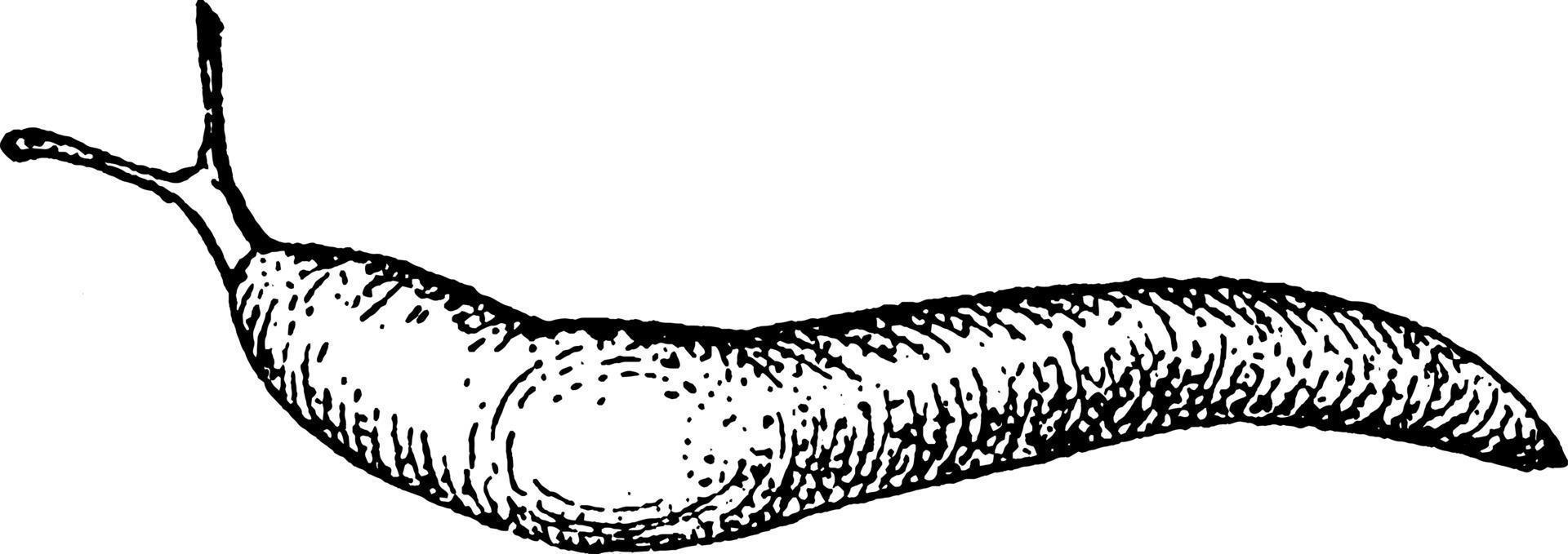 Slug Limax Campestris, vintage illustration vector