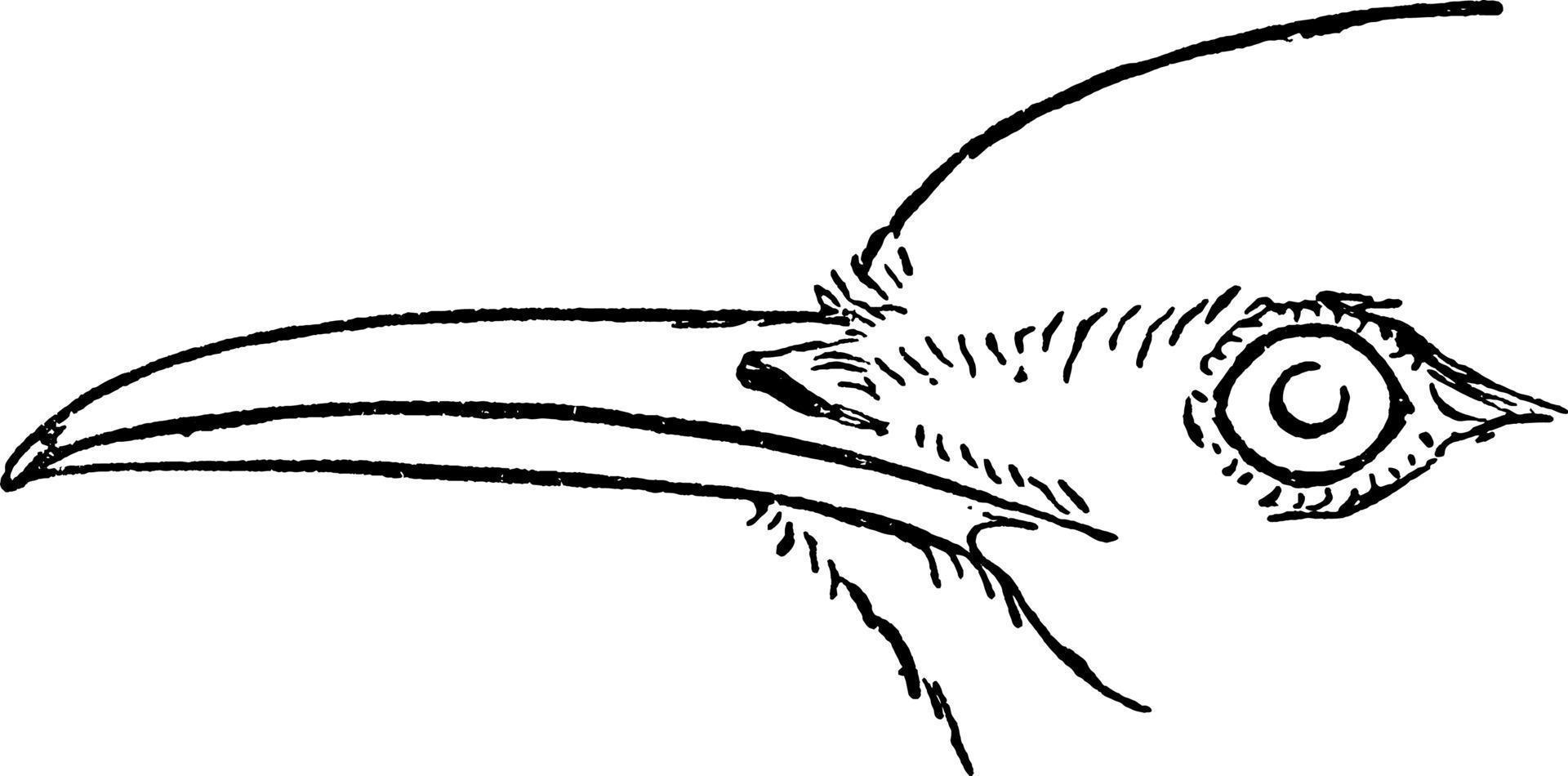 Lark or Alauda certhilauda, vintage illustration. vector