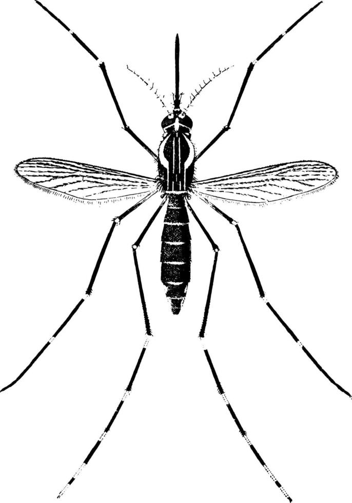 mosquito adulto de la fiebre amarilla, ilustración antigua. vector