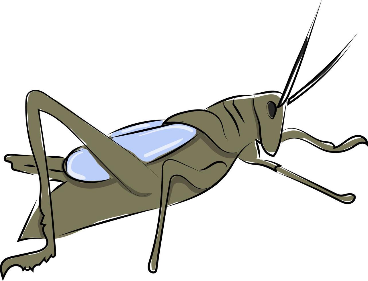 Grasshopper drawing, illustration, vector on white background.