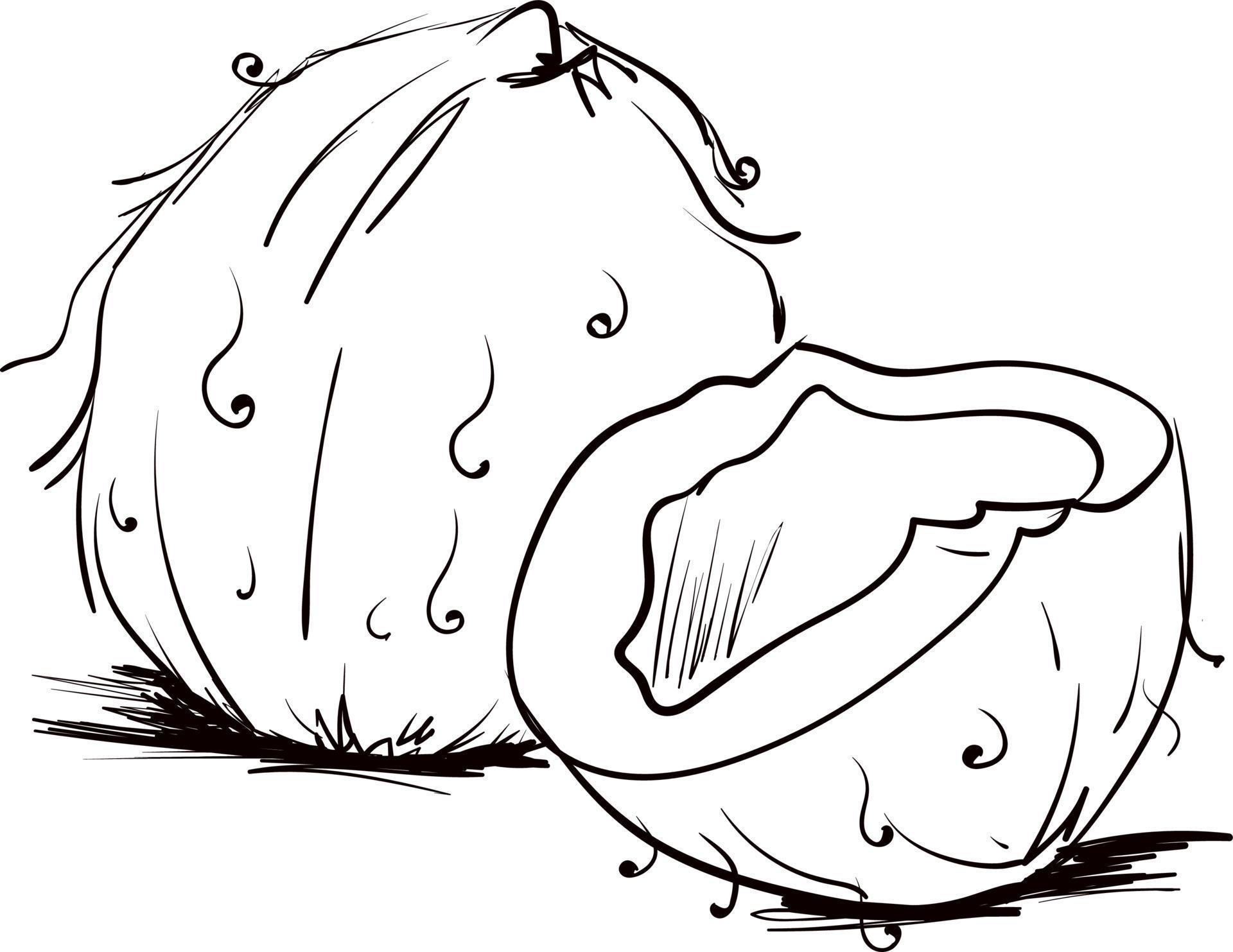 Coconut drawing, illustration, vector on white background. 13785259
