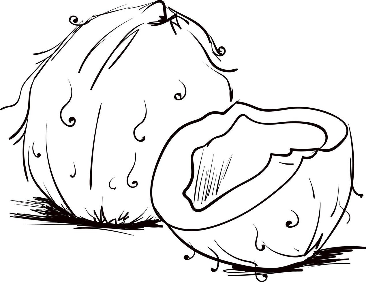 Coconut drawing, illustration, vector on white background.