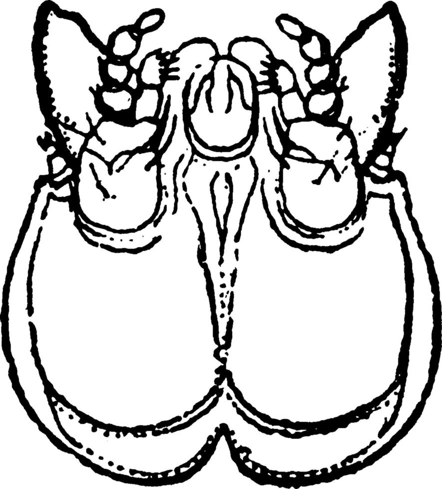 Grape Rootworm, vintage illustration. vector