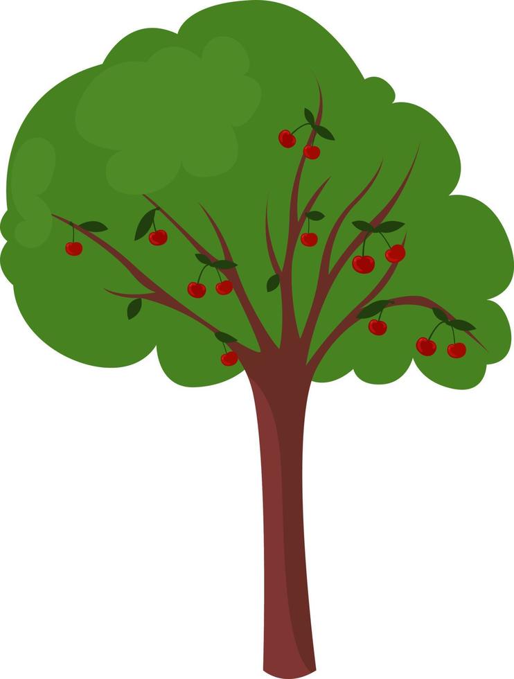 Cherry tree, illustration, vector on white background