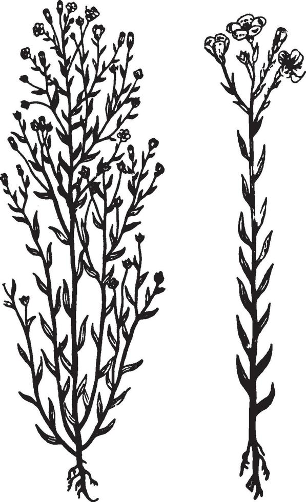 New Zealand Flax Flowers vintage illustration 13785495 Vector Art at