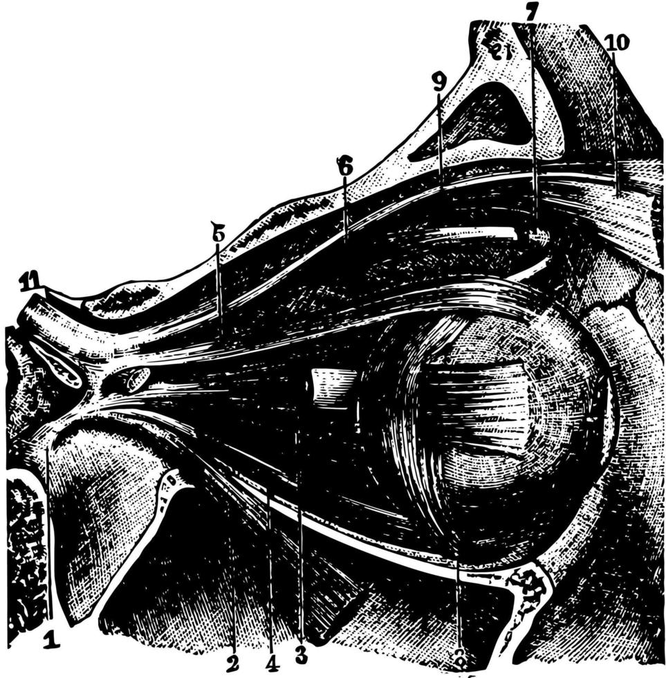 músculos de la región orbital, ilustración vintage. vector