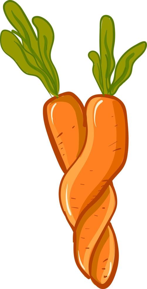 A carrots twisted together, vector or color illustration.