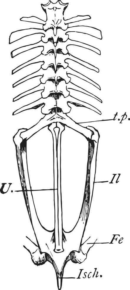 Bullfrog Vertebrae, vintage illustration vector