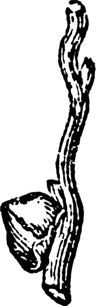 ilustración vintage de flor de palma de coco. vector