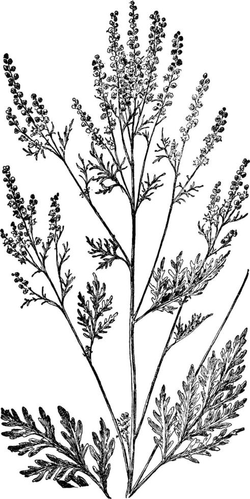 Roman Wormwood vintage illustration. vector