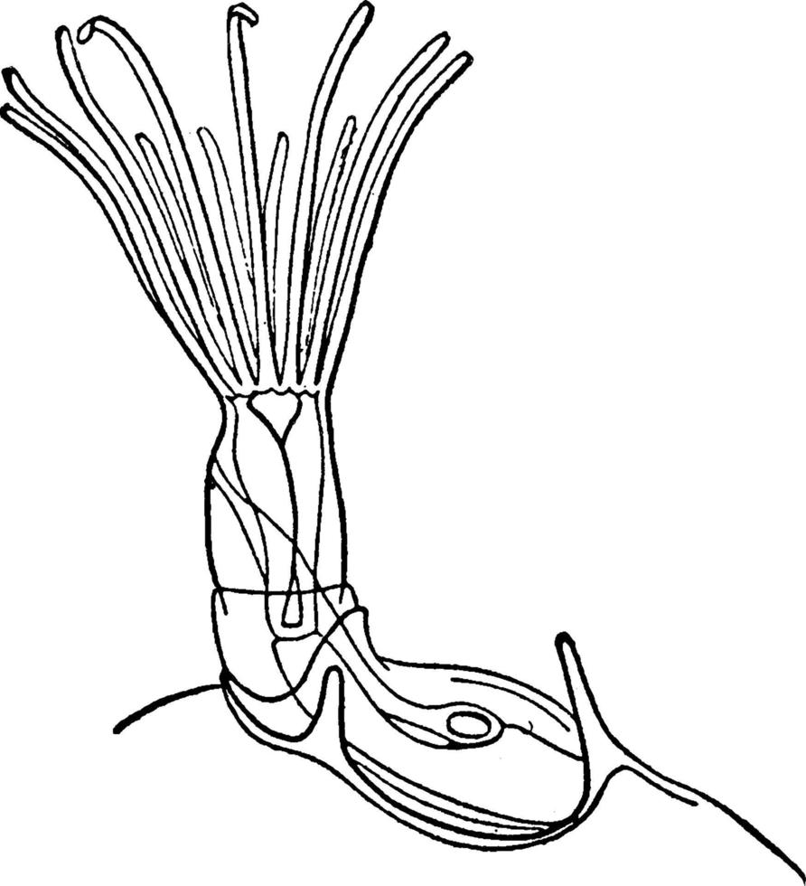 Bryozoan, vintage illustration. vector