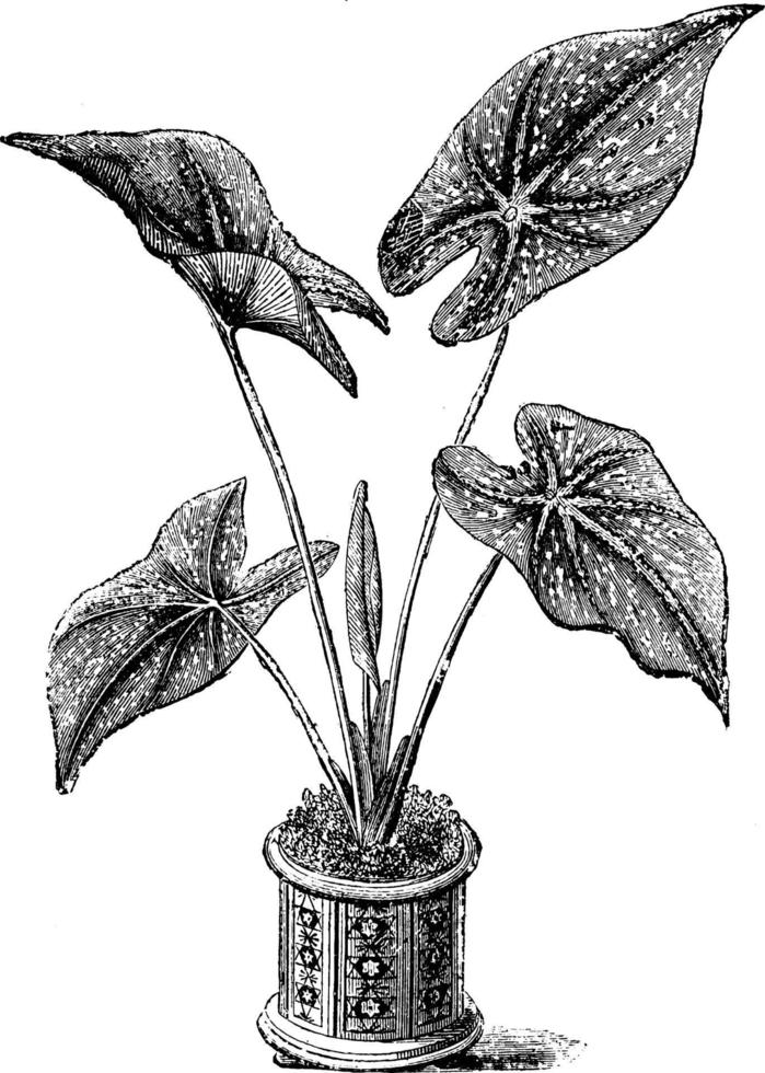 Caladium Maculatum vintage illustration. vector