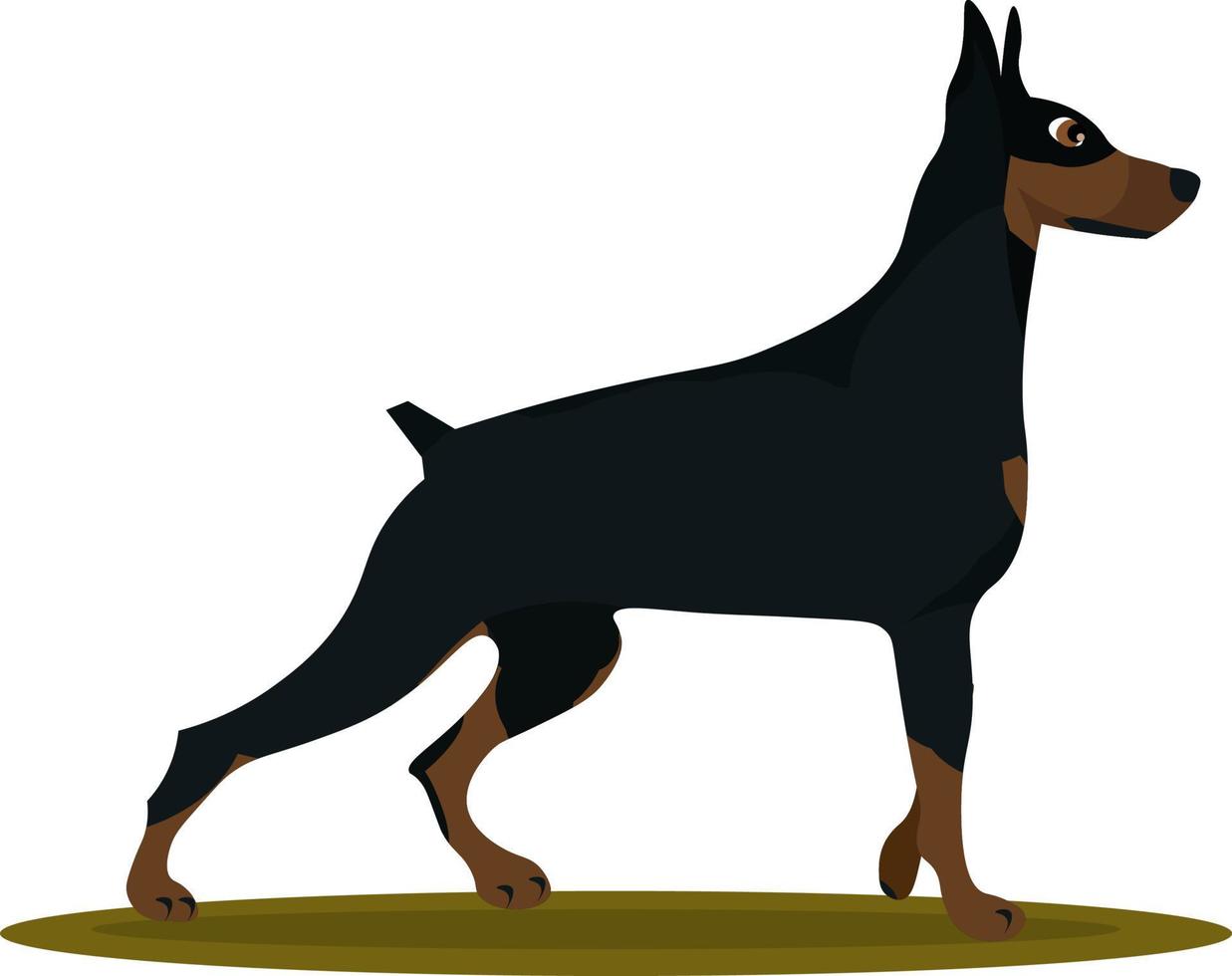 Doberman, illustration, vector on white background.