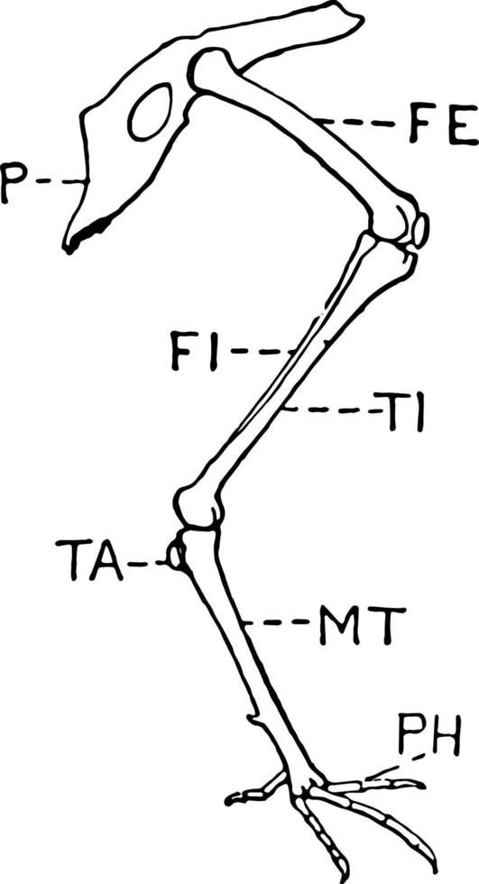 Leg of Bird, vintage illustration. vector